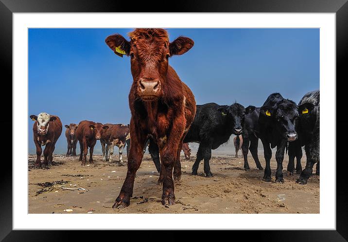 Beach Cows Framed Mounted Print by Lindsay  Clarke