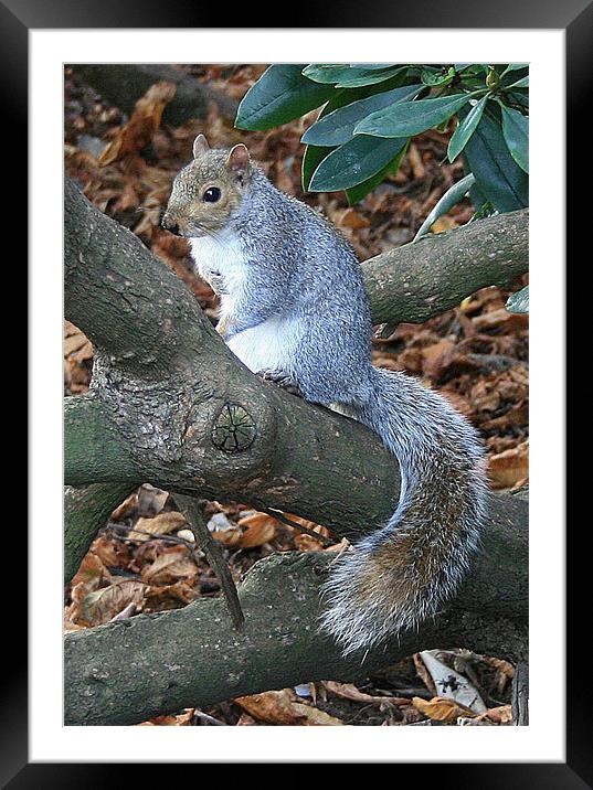Squirrel on a tree Framed Mounted Print by Ruth Hallam