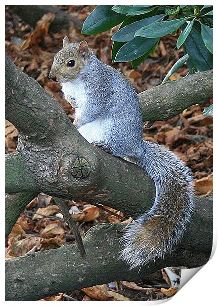 Squirrel on a tree Print by Ruth Hallam