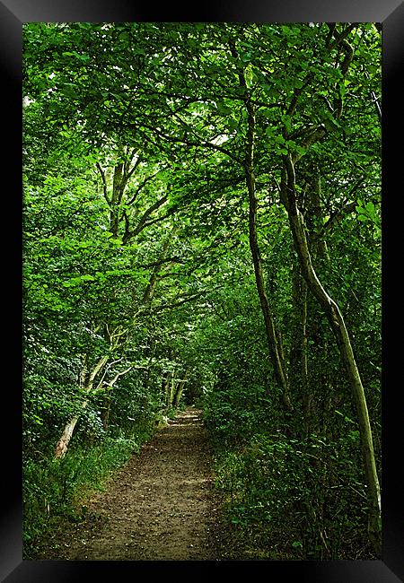 Suffolk Woodland Path Framed Print by Bill Simpson