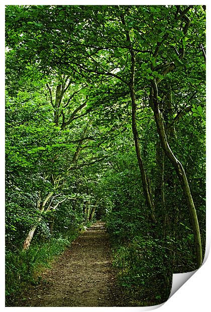 Suffolk Woodland Path Print by Bill Simpson