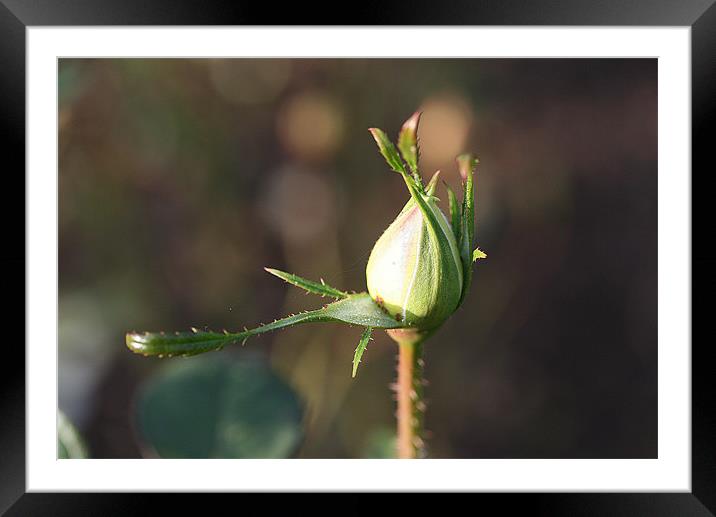 Rose bud Framed Mounted Print by Ruth Hallam