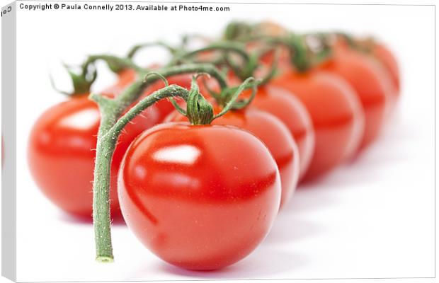 Tomatoes Canvas Print by Paula Connelly