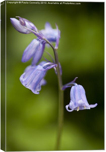 Bluebells Canvas Print by Paula Connelly