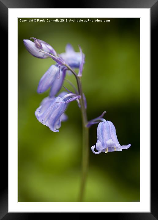 Bluebells Framed Mounted Print by Paula Connelly