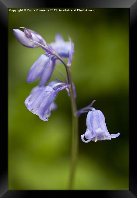 Bluebells Framed Print by Paula Connelly