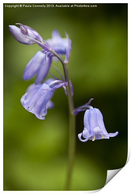 Bluebells Print by Paula Connelly
