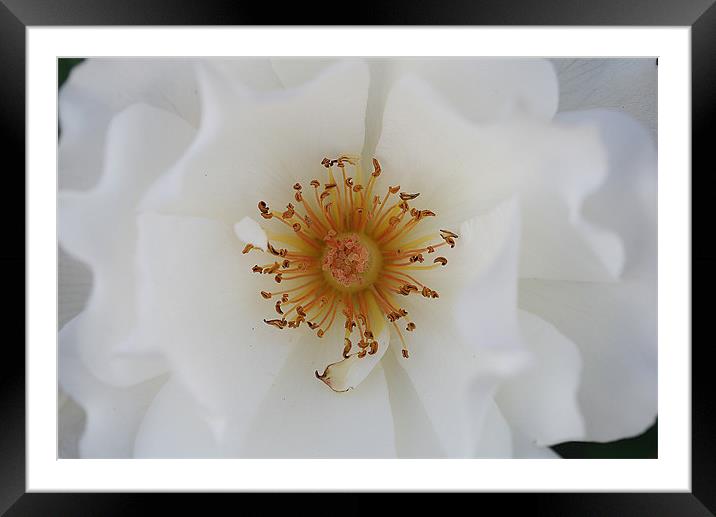 White rose Framed Mounted Print by Ruth Hallam
