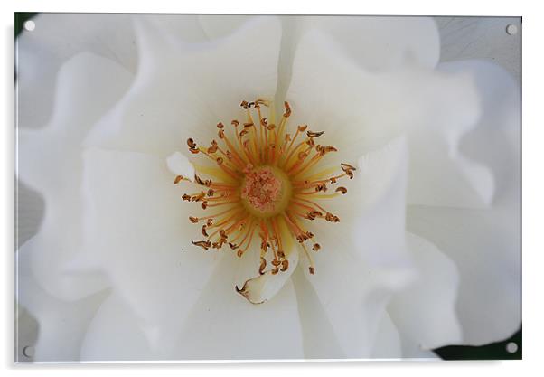 White rose Acrylic by Ruth Hallam