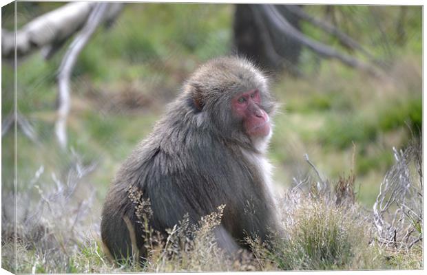 The Snow Monkey. Canvas Print by  