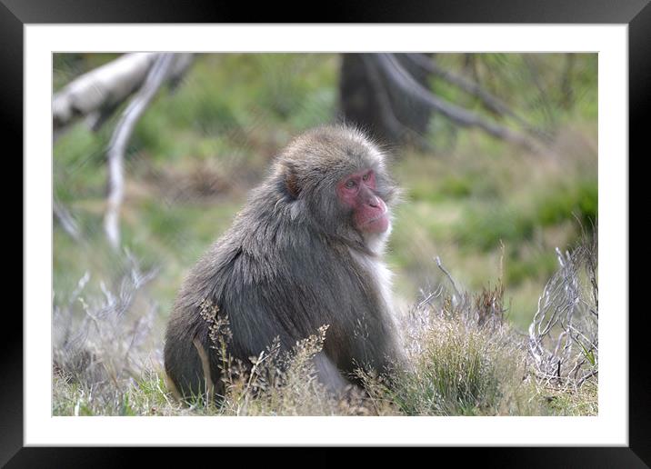 The Snow Monkey. Framed Mounted Print by  
