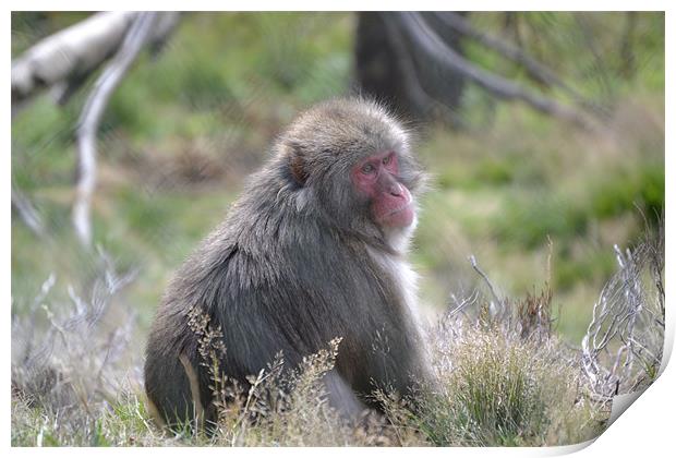 The Snow Monkey. Print by  