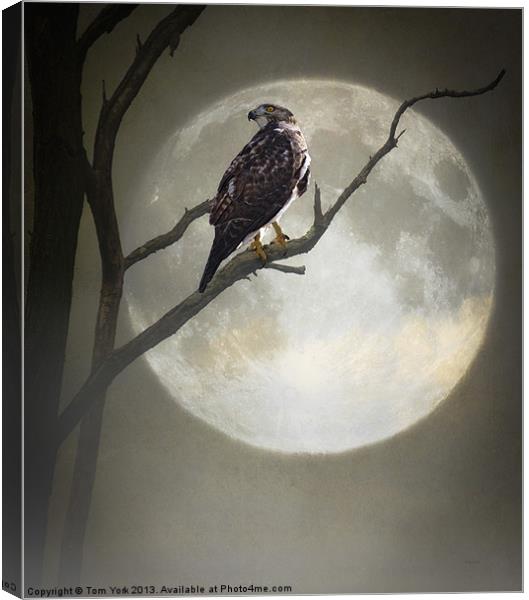 A HAWK IN THE MOONLIGHT Canvas Print by Tom York