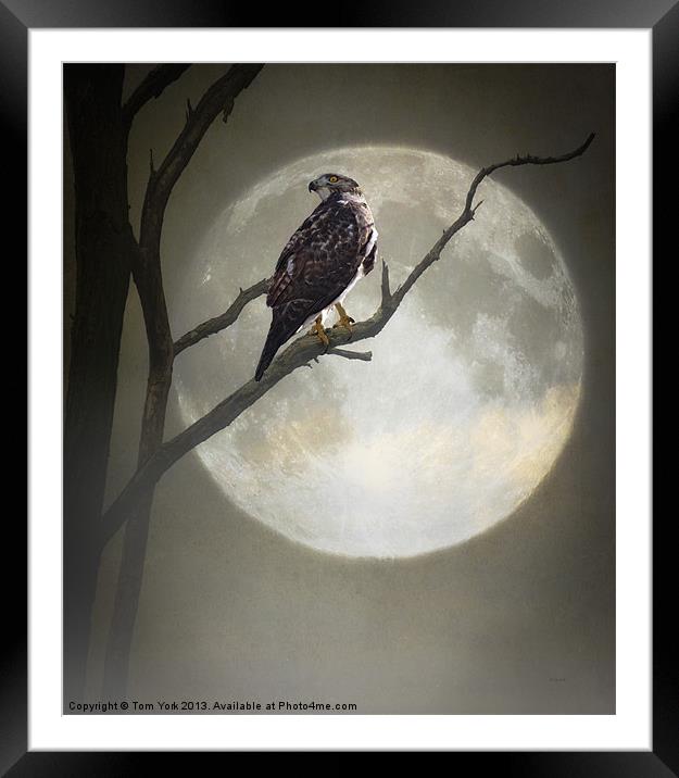 A HAWK IN THE MOONLIGHT Framed Mounted Print by Tom York