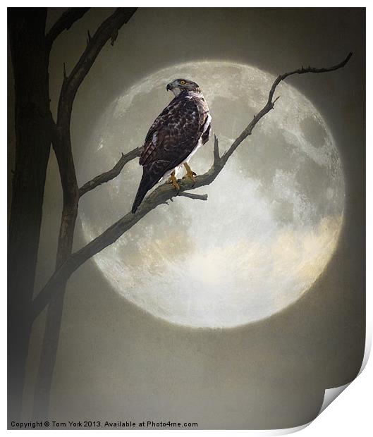 A HAWK IN THE MOONLIGHT Print by Tom York