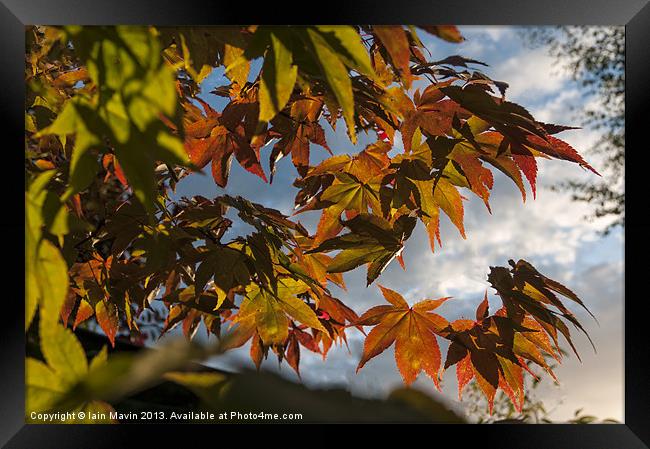 Falling Leaves II Framed Print by Iain Mavin