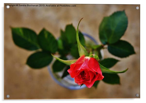 Sweet Little Rose Acrylic by Sandra Buchanan