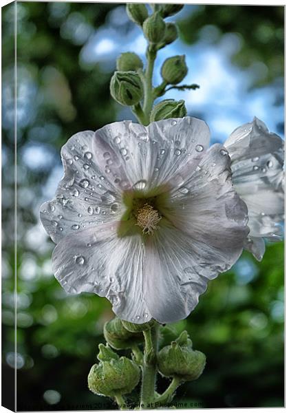 Common Hollyhock Canvas Print by Jo Beerens