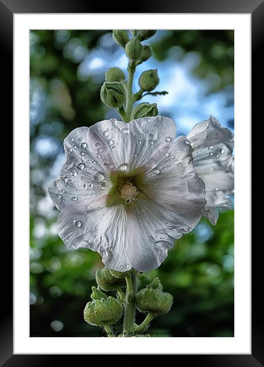 Common Hollyhock Framed Mounted Print by Jo Beerens