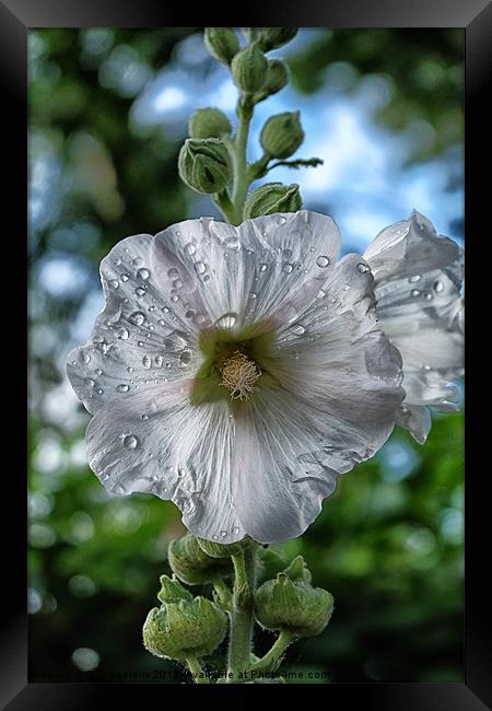 Common Hollyhock Framed Print by Jo Beerens