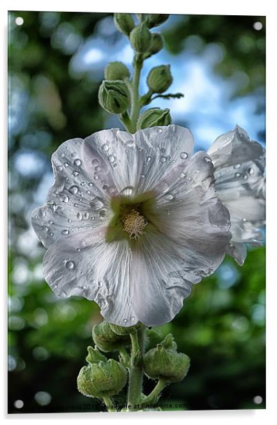 Common Hollyhock Acrylic by Jo Beerens