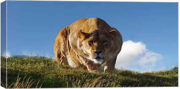 Lioness hunting Canvas Print by A B
