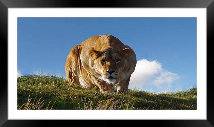 Lioness hunting Framed Mounted Print by A B