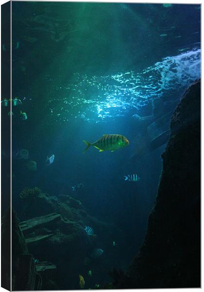 sealife Canvas Print by martin laurie