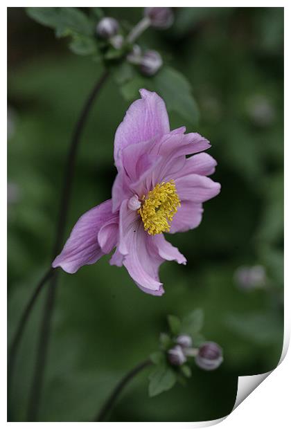 purple flower1 Print by anne lyubareva