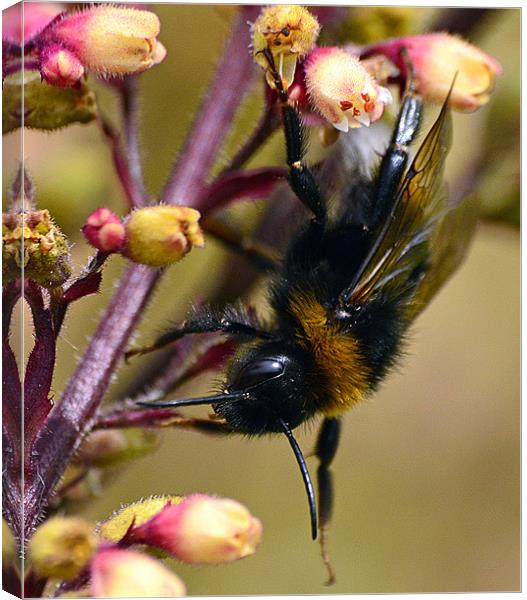 Bumble Bee on Plant Canvas Print by Wayne Usher