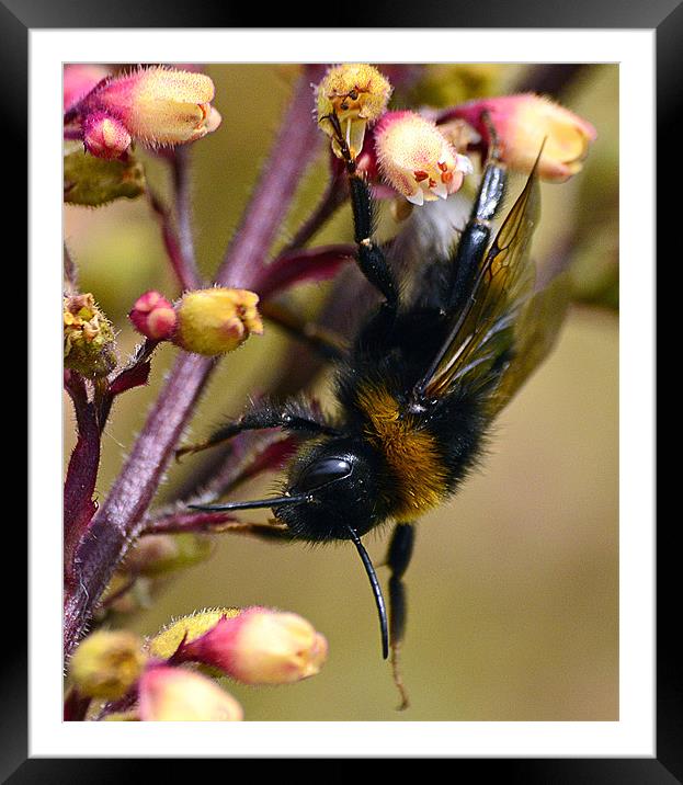 Bumble Bee on Plant Framed Mounted Print by Wayne Usher