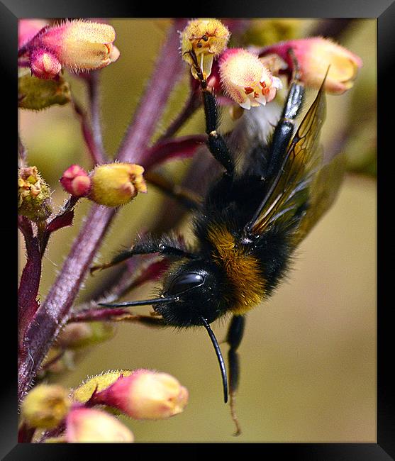 Bumble Bee on Plant Framed Print by Wayne Usher