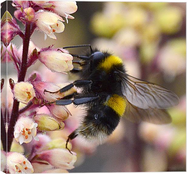 Bumble Bee Collecting Pollen Canvas Print by Wayne Usher