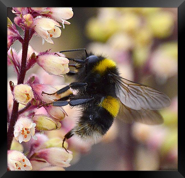 Bumble Bee Collecting Pollen Framed Print by Wayne Usher