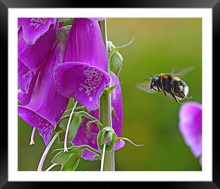 Bumble Bee Flight Framed Mounted Print by Wayne Usher