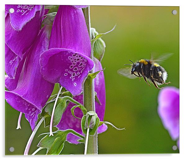 Bumble Bee Flight Acrylic by Wayne Usher