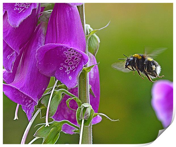 Bumble Bee Flight Print by Wayne Usher