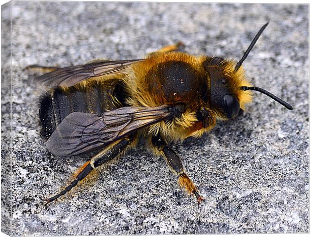 Bumble Bee Resting Canvas Print by Wayne Usher