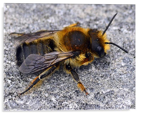 Bumble Bee Resting Acrylic by Wayne Usher