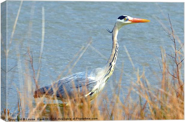 Beautiful Heron Canvas Print by Louise  Hawkins