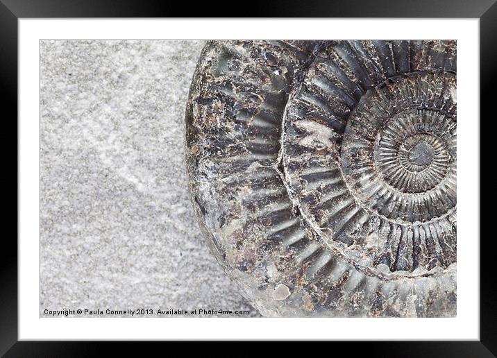 Ammonite Framed Mounted Print by Paula Connelly