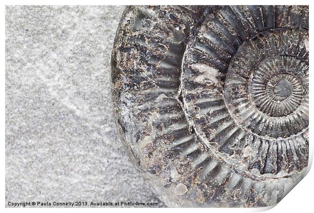 Ammonite Print by Paula Connelly