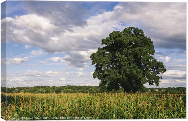 Evening light over Oak tree and field of Maize. Canvas Print by Liam Grant