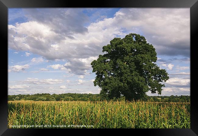 Evening light over Oak tree and field of Maize. Framed Print by Liam Grant