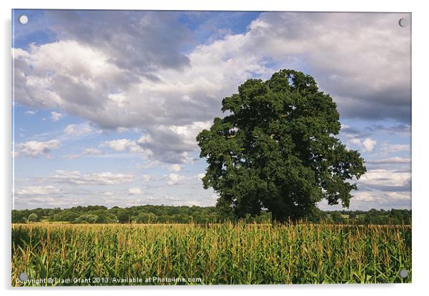 Evening light over Oak tree and field of Maize. Acrylic by Liam Grant