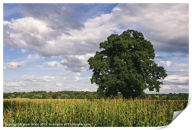 Evening light over Oak tree and field of Maize. Print by Liam Grant