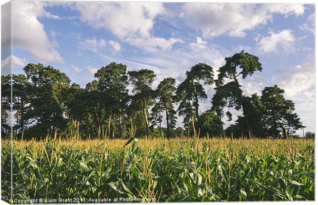 Evening light over Pine trees and field of Maize. Canvas Print by Liam Grant