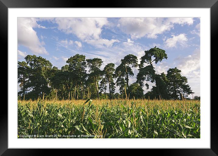 Evening light over Pine trees and field of Maize. Framed Mounted Print by Liam Grant