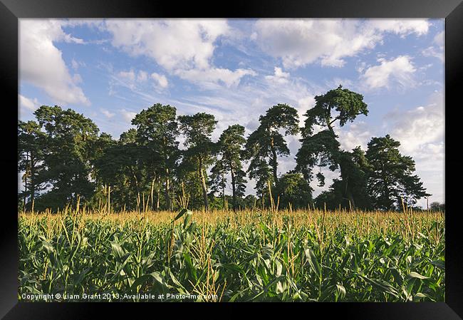 Evening light over Pine trees and field of Maize. Framed Print by Liam Grant