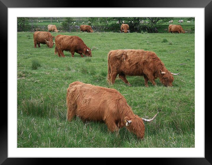 highland cattle Framed Mounted Print by Ruth Hallam